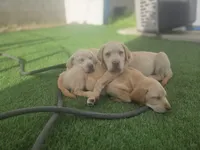 Female 1, a female Labrador Retriever for sale in Chino, CA – Photo 3 of 8