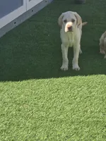 Male 1, a male Labrador Retriever for sale in Chino, CA – Photo 3 of 4