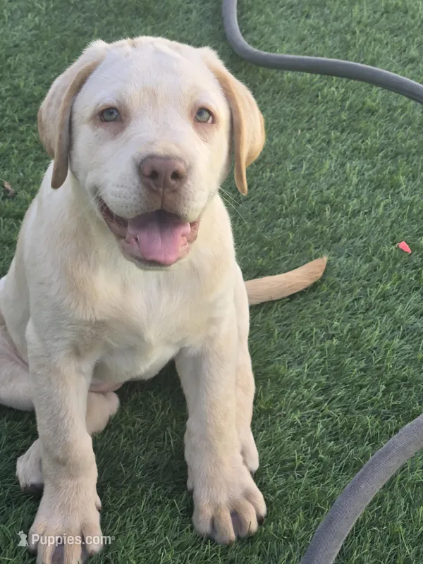 Male 1 – Labrador Retriever puppy for sale in Chino, CA