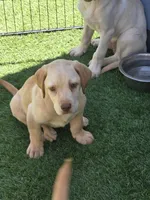 Male 1, a male Labrador Retriever for sale in Chino, CA – Photo 4 of 4