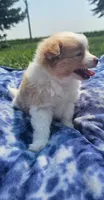Latte, a male Pomeranian for sale in Yankton, SD – 4 of 4