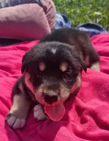 Girl 2, a female Pomsky for sale in Yankton, SD – 2 of 3