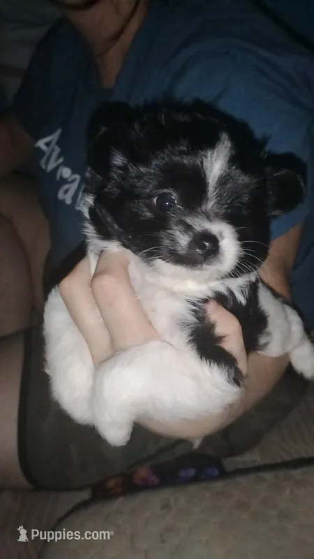 Mocha – Pomeranian puppy for sale in Yankton, SD