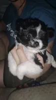 Mocha, a female Pomeranian for sale in Yankton, SD – 1 of 4