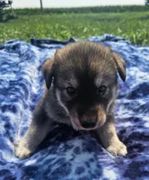 Boy 1, a male Pomsky for sale in Yankton, SD – 2 of 3