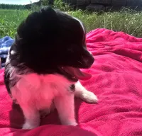 Mocha, a female Pomeranian for sale in Yankton, SD – 3 of 4