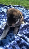 Boy 1, a male Pomsky for sale in Yankton, SD – 3 of 3