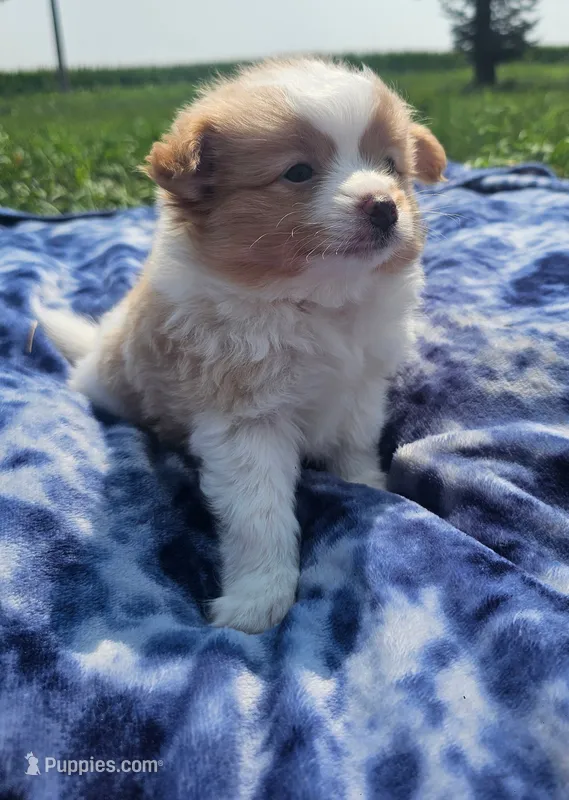 Latte – Pomeranian puppy for sale in Yankton, SD