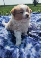 Latte, a male Pomeranian for sale in Yankton, SD – 1 of 4
