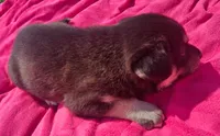 Girl 1, a female Pomsky for sale in Yankton, SD – 2 of 3