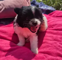 Mocha, a female Pomeranian for sale in Yankton, SD – 2 of 4