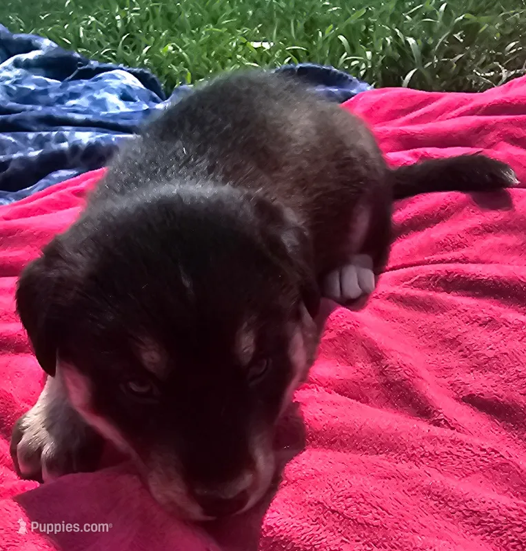 Girl 1 – Pomsky puppy for sale in Yankton, SD