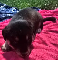 Girl 1, a female Pomsky for sale in Yankton, SD – 1 of 3