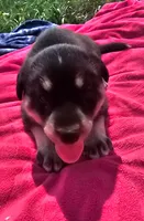 Girl 1, a female Pomsky for sale in Yankton, SD – 3 of 3