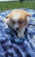 Latte, a male Pomeranian for sale in Yankton, SD – 3 of 4