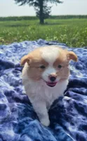Latte, a male Pomeranian for sale in Yankton, SD – 2 of 4