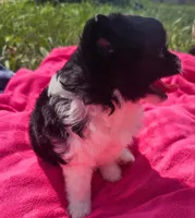 Mocha, a female Pomeranian for sale in Yankton, SD – 4 of 4