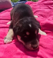Girl 2, a female Pomsky for sale in Yankton, SD – 3 of 3