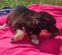 Girl 2, a female Pomsky for sale in Yankton, SD – 1 of 3