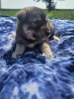 Boy 1, a male Pomsky for sale in Yankton, SD – 1 of 3