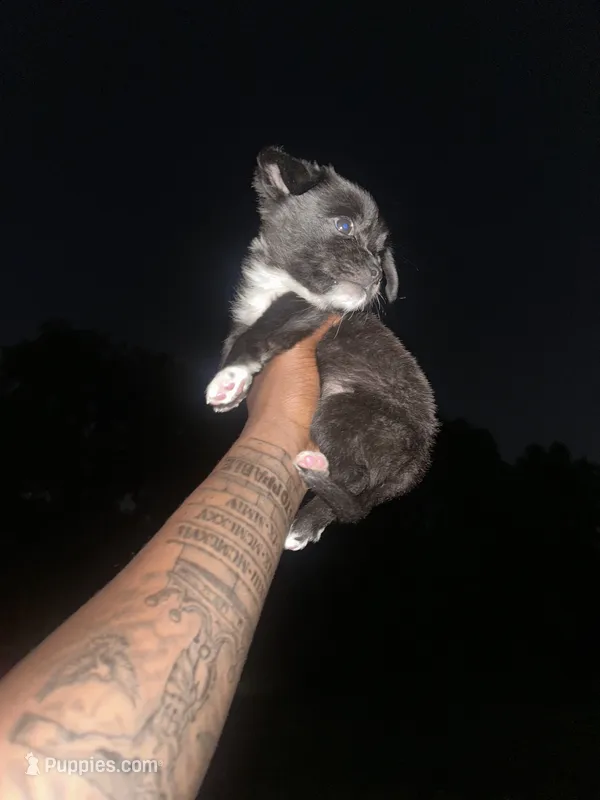 Kyro – American Pit Bull Terrier, Chihuahua puppy for sale in Middle River, MD