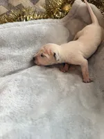 processed/6062a1ba-4f50-477d-bba4-26ab480e487c/listing/05aafccd-0c3c-4829-8028-c5c6d06c45c9/bdc1ffcd-a978-4658-9c2a-2a036bda797e