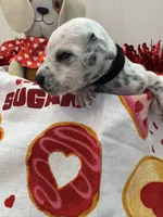 processed/6062a1ba-4f50-477d-bba4-26ab480e487c/listing/05aafccd-0c3c-4829-8028-c5c6d06c45c9/c5e288f5-de46-47f9-94e4-79c703751502