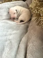 processed/6062a1ba-4f50-477d-bba4-26ab480e487c/listing/0bf68e86-c052-4268-b0dc-1e3e894746a6/c62fa3e4-8549-40c7-8743-7deb1226802e