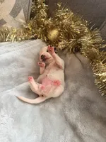 processed/6062a1ba-4f50-477d-bba4-26ab480e487c/listing/30513db0-5228-4aeb-91d4-ea145138fdea/3623bd9b-0673-48ce-ae07-23855d8b7da9