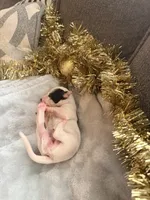 processed/6062a1ba-4f50-477d-bba4-26ab480e487c/listing/30513db0-5228-4aeb-91d4-ea145138fdea/84901153-ab3a-4c1d-94bc-f991e51023df