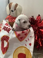 processed/6062a1ba-4f50-477d-bba4-26ab480e487c/listing/30513db0-5228-4aeb-91d4-ea145138fdea/c526a14d-e5b6-43da-9666-40c1b10017e3