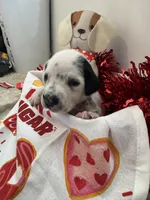 processed/6062a1ba-4f50-477d-bba4-26ab480e487c/listing/7ffa83d4-db3b-42c6-9cd7-6e95c6301267/9d24f560-e702-4cf2-b367-7f14d106fdf6