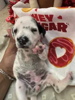 processed/6062a1ba-4f50-477d-bba4-26ab480e487c/listing/7ffa83d4-db3b-42c6-9cd7-6e95c6301267/9e7681de-aee0-4199-a879-739a70b1f4ee