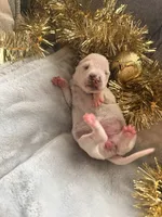 processed/6062a1ba-4f50-477d-bba4-26ab480e487c/listing/7ffa83d4-db3b-42c6-9cd7-6e95c6301267/a135e493-8d8c-4ad2-9aa8-81b5ba1ef1af