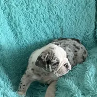 Millie, a female English Bulldog for sale in Hialeah, FL – Photo 4 of 10