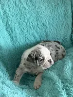 Millie, a female English Bulldog for sale in Hialeah, FL – Photo 4 of 10