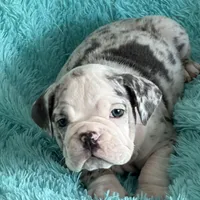 Millie, a female English Bulldog for sale in Hialeah, FL – Photo 1 of 10