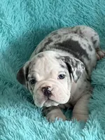 Millie, a female English Bulldog for sale in Hialeah, FL – Photo 1 of 10