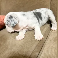 Millie, a female English Bulldog for sale in Hialeah, FL – Photo 9 of 10