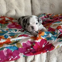 Millie, a female English Bulldog for sale in Hialeah, FL – Photo 5 of 10