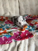 Millie, a female English Bulldog for sale in Hialeah, FL – Photo 5 of 10