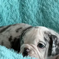 Millie, a female English Bulldog for sale in Hialeah, FL – Photo 2 of 10