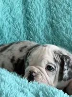 Millie, a female English Bulldog for sale in Hialeah, FL – Photo 2 of 10