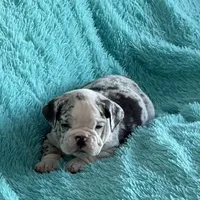 Millie, a female English Bulldog for sale in Hialeah, FL – Photo 3 of 10