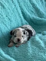 Millie, a female English Bulldog for sale in Hialeah, FL – Photo 3 of 10