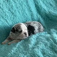 Millie, a female English Bulldog for sale in Hialeah, FL – Photo 8 of 10