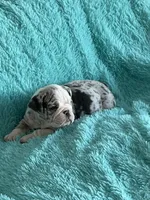 Millie, a female English Bulldog for sale in Hialeah, FL – Photo 8 of 10