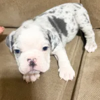 Millie, a female English Bulldog for sale in Hialeah, FL – Photo 10 of 10