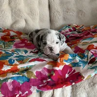 Millie, a female English Bulldog for sale in Hialeah, FL – Photo 6 of 10