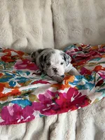 Millie, a female English Bulldog for sale in Hialeah, FL – Photo 6 of 10